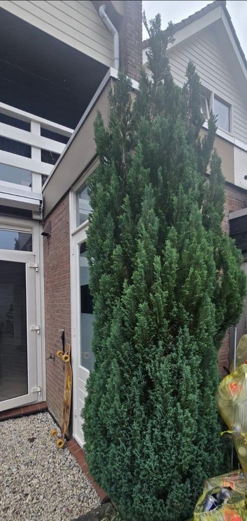 Gratis coniferen coniveer en spar en meer, Tuin en Terras, Planten | Bomen, Ophalen, Bloeit niet, Halfschaduw, Overige soorten