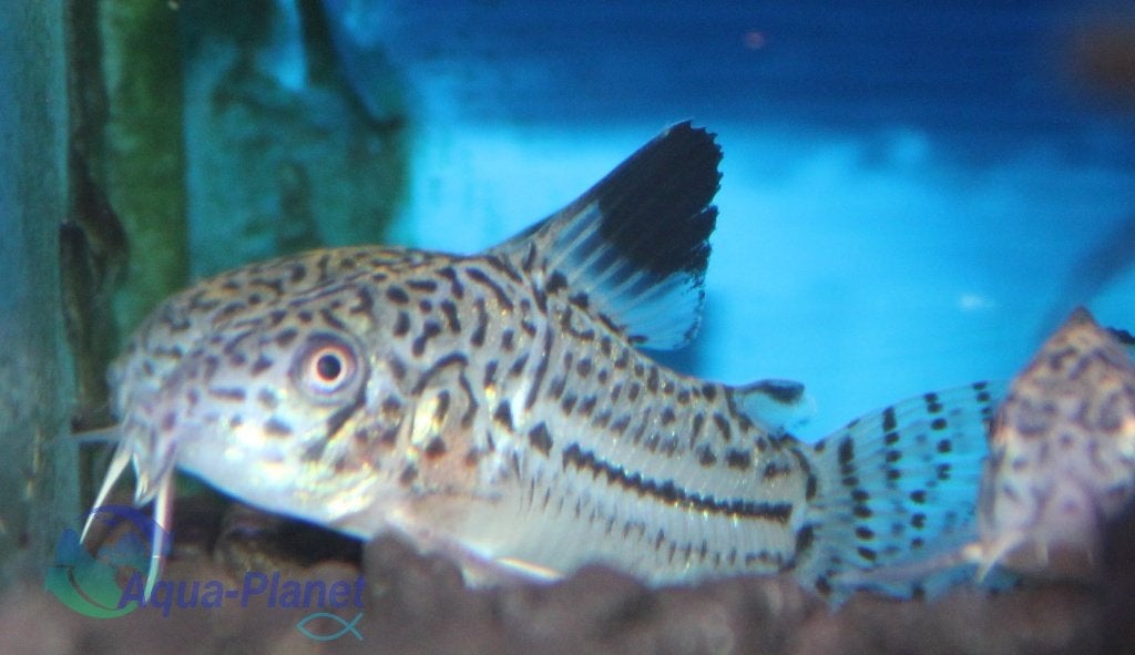 Corydoras julii, Vis, Zoetwatervis, Schoolvis