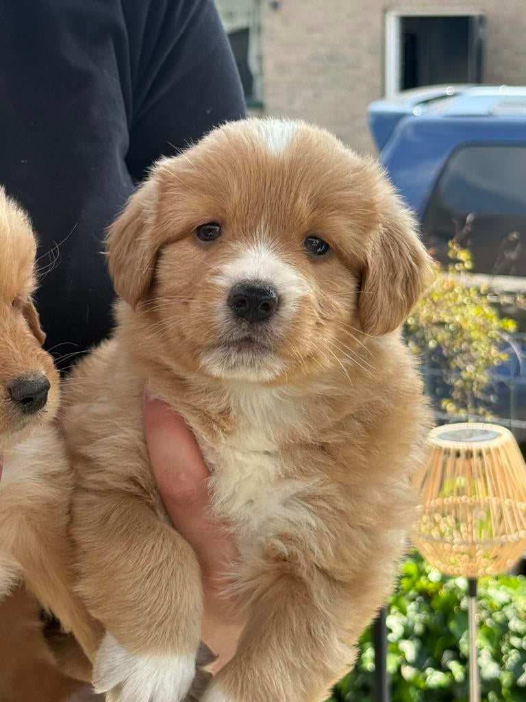Nova scotia duck tolling Retriever, Nederland, Parvo, 8 tot 15 weken, Meerdere