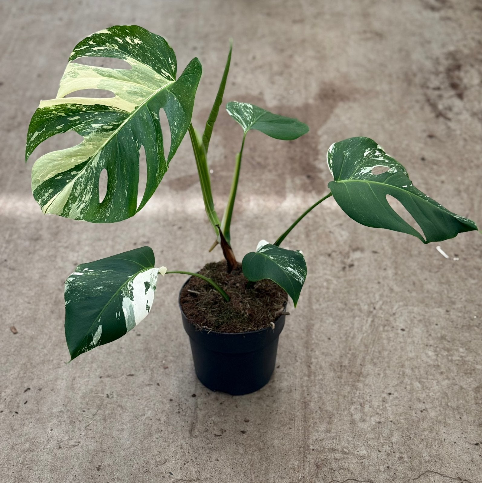 Monstera Albo Variegata, Ophalen of Verzenden, Halfschaduw, Minder dan 100 cm