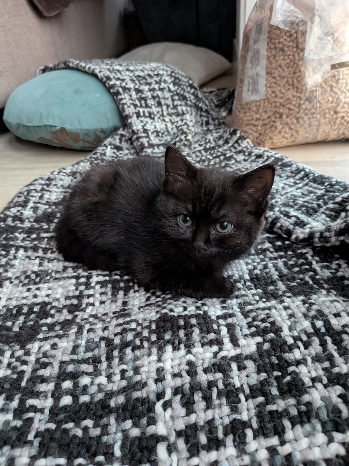Half ragdoll kitten, Poes, Ontwormd, 0 tot 2 jaar