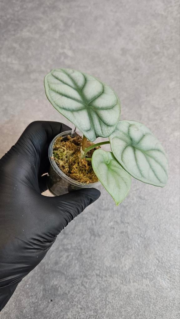 Alocasia Silver Dragon, Ophalen of Verzenden, Halfschaduw, Minder dan 100 cm