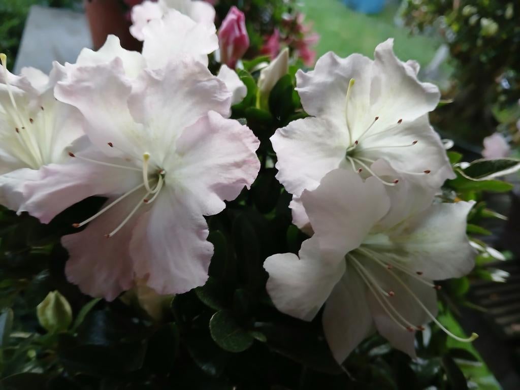Satsuki 'gyoten' bonsai, azalea, Ophalen of Verzenden, Volle zon