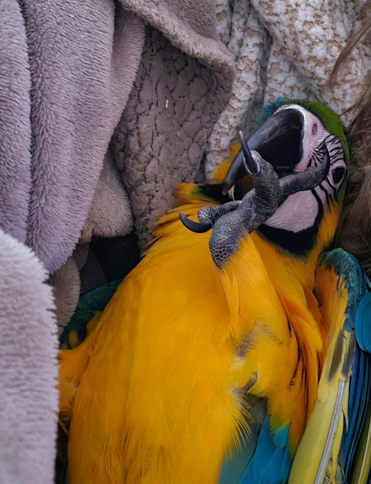 Lieve ara man zoekt met spoed een ander huisje, Dieren en Toebehoren, Vogels | Parkieten en Papegaaien, Mannelijk, Papegaai