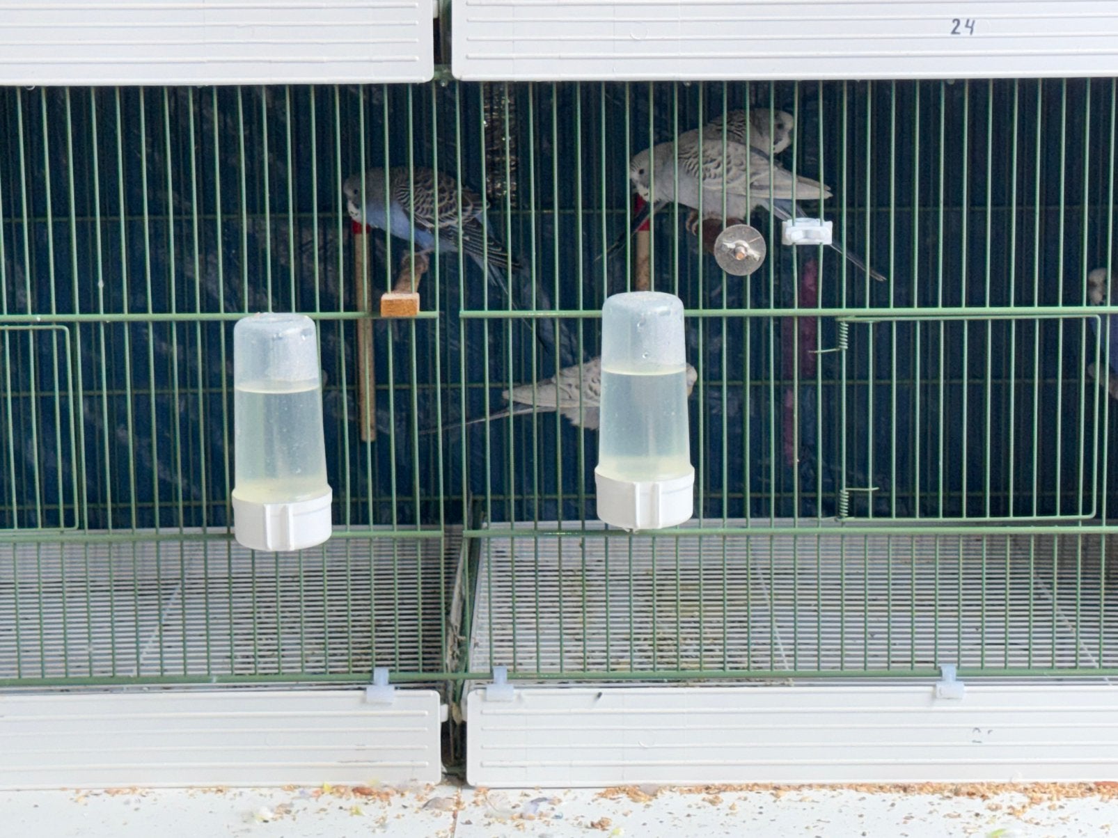 Koppels en jonge parkieten/agapornissen, Meerdere dieren, Dwergpapegaai of Agapornis