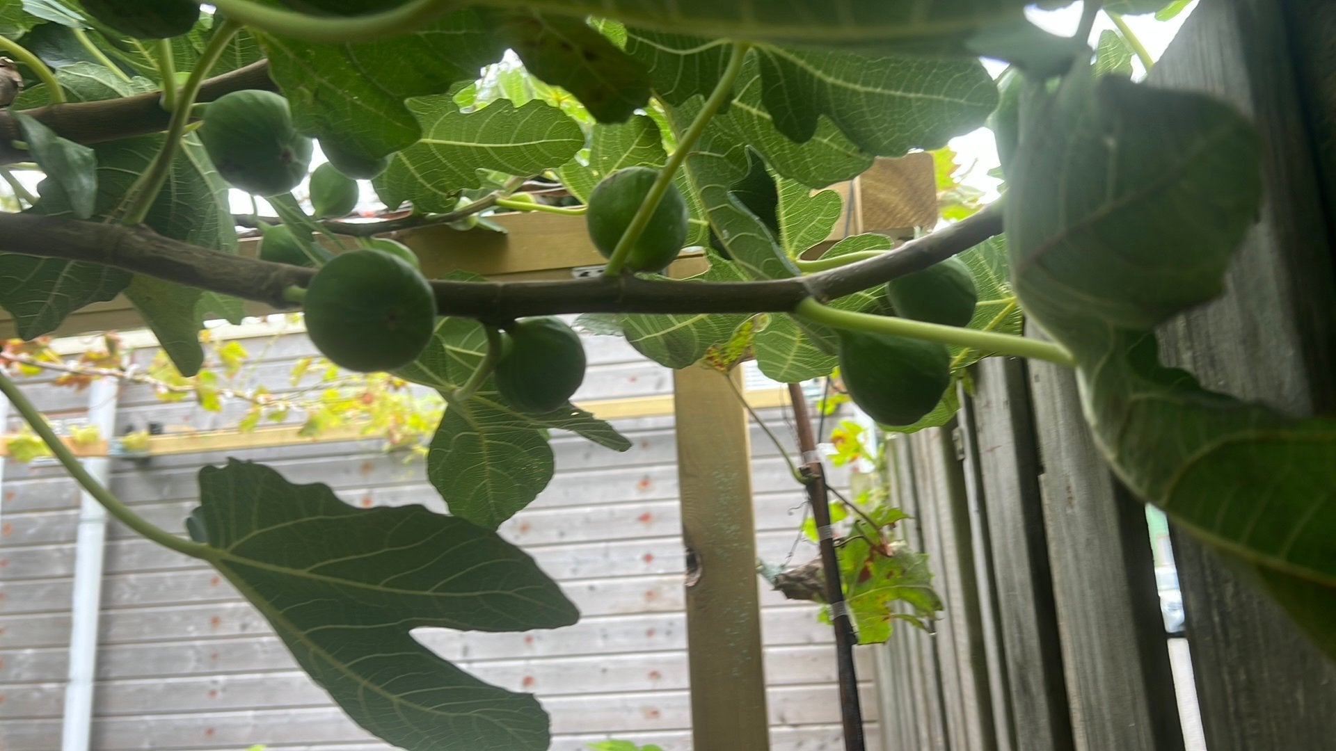 Bruine Turkse Vijgenboom - Winterhard en Productief, Volle zon, Vaste plant, Ophalen of Verzenden, Zomer
