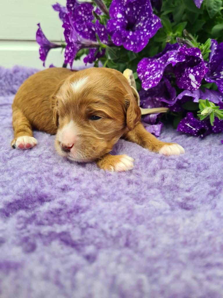 Gastgezin gezocht voor Australian Cobberdogpup ( teefje), Dieren en Toebehoren, 8 tot 15 weken, Teef, Eén hond, Nederland