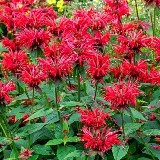 2 mooie grote bergamotplanten/monarda, Ophalen, Vaste plant, Overige soorten, Volle zon