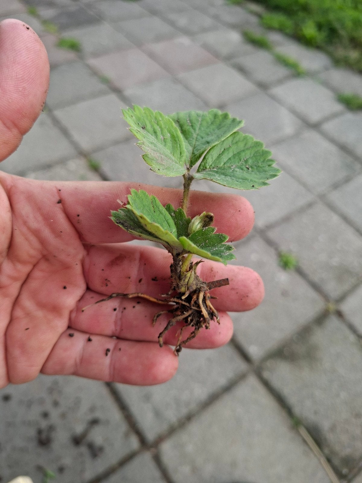 Verse aardbei stekjes - Kweek je eigen aardbeien!, Ophalen, Volle zon, Vaste plant, Fruitplanten