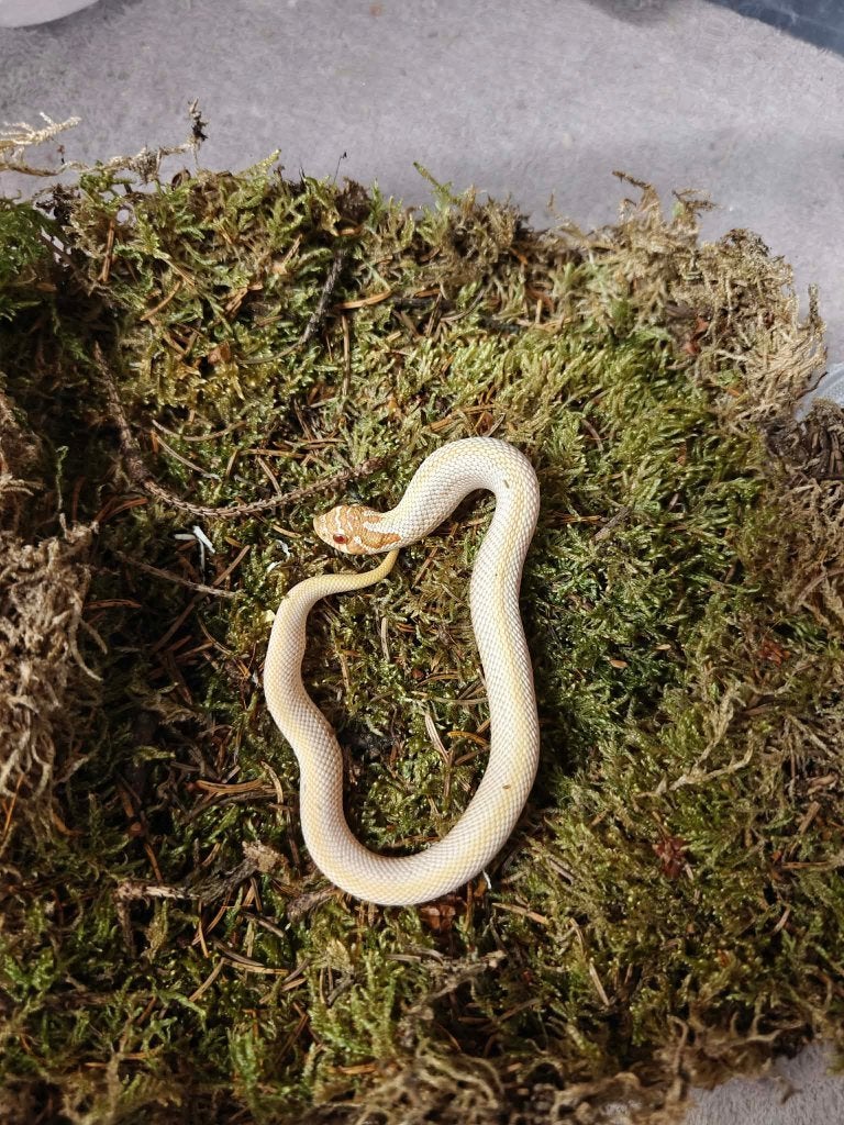 Haakneusslang albino superconda Hognose Snake photo 2