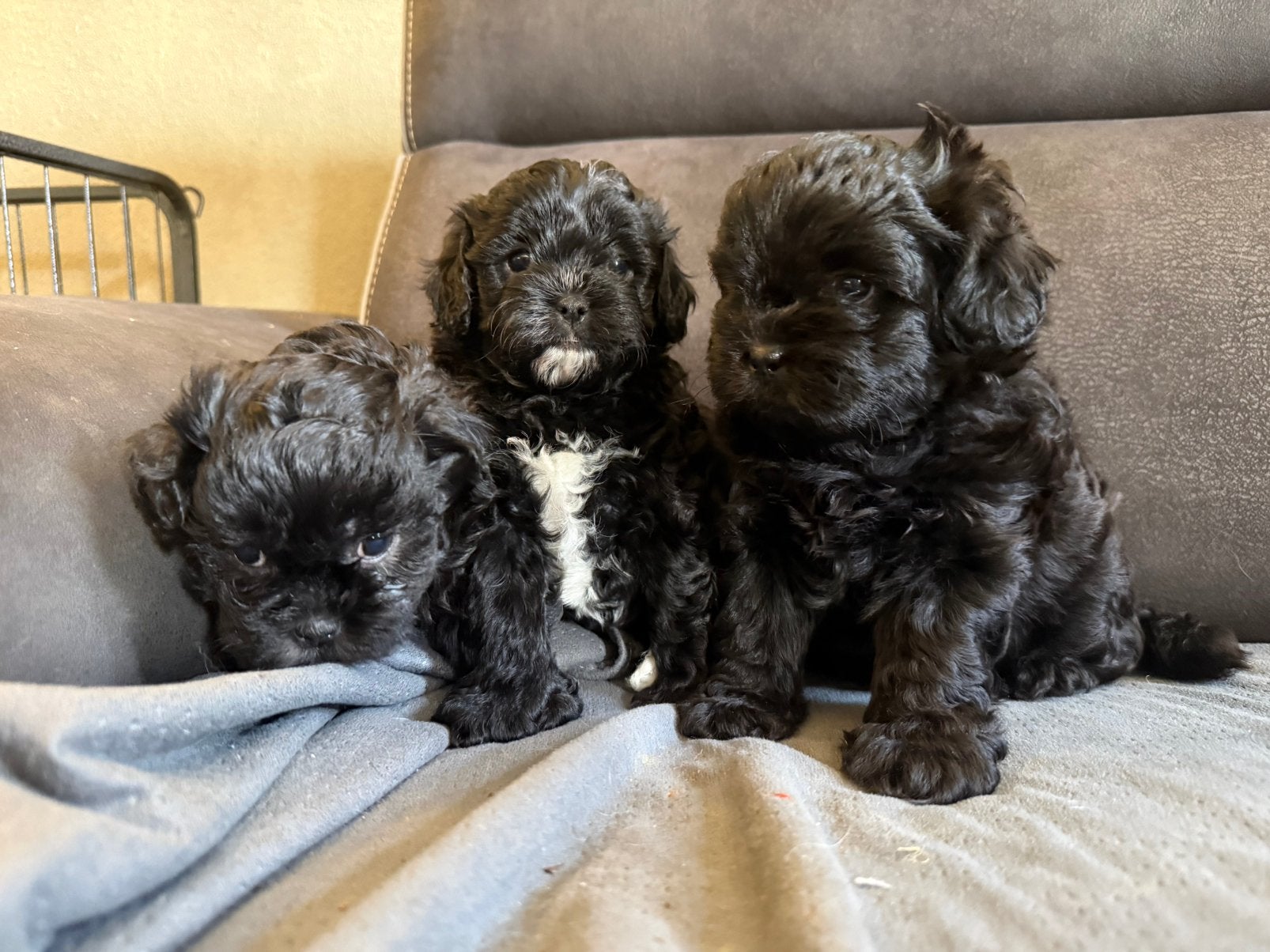 Shihpoo pups |Shih Tzu x Poedel | Reutjes & teefjes |Puppys, Dieren en Toebehoren, Honden | Chihuahua's en Gezelschapshonden, Meerdere dieren