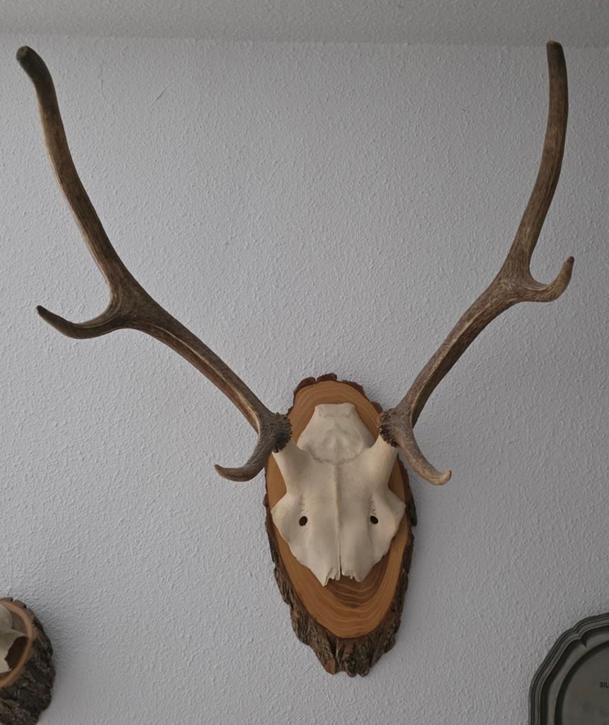 Hertenkop met Gewei op Houten Plaque, Verzamelen, Dierenverzamelingen, Ophalen of Verzenden, Nieuw, Hert, Gewei of Kop
