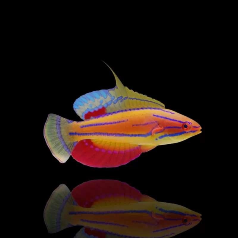 Compleet Vissenbestand Zeeaquarium, Dieren en Toebehoren, Vissen | Aquaria en Toebehoren, Ophalen, Zo goed als nieuw, Gevuld zeewateraquarium
