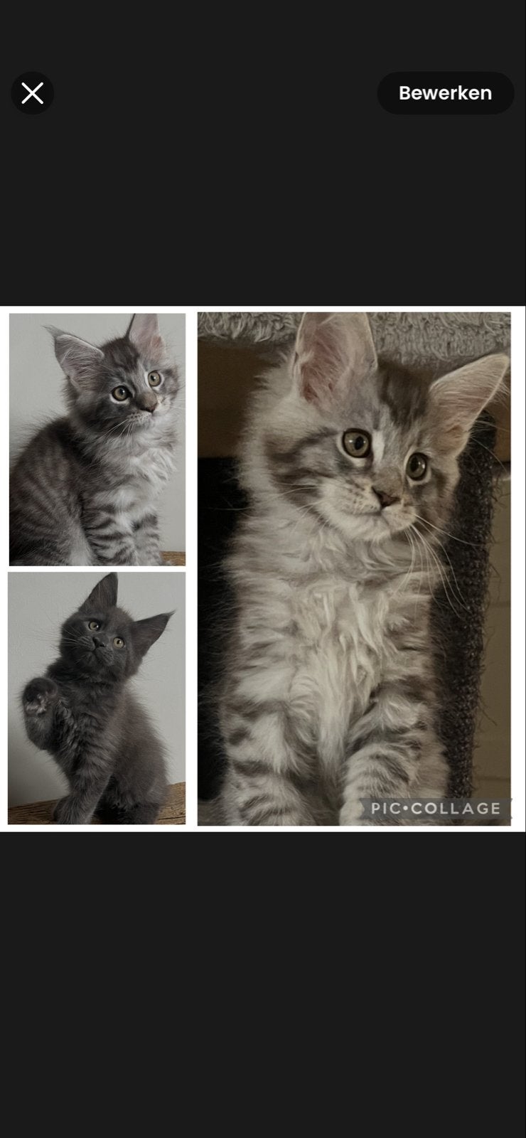 Maine coon kittens met stamboom, Meerdere dieren, Met stamboom, 0 tot 2 jaar