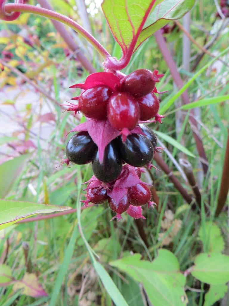 Fazantenbes, Caramelbes, Leycesteria, grootmoeders oorbel, Ophalen, Overige soorten, Struik, Minder dan 100 cm