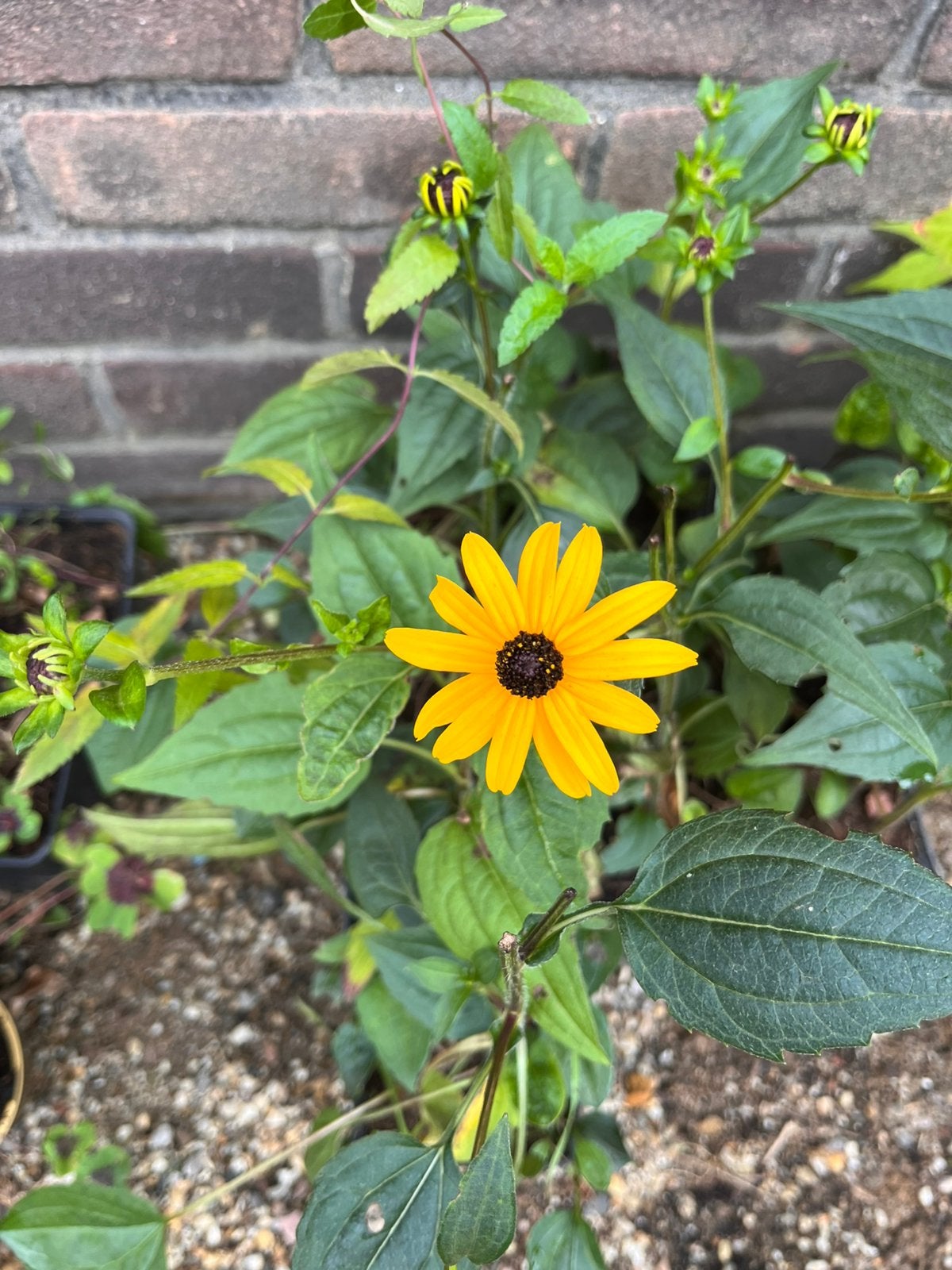 Gele zonnehoed - Rudbeckia Goldsturm, Ophalen, Overige soorten, Volle zon
