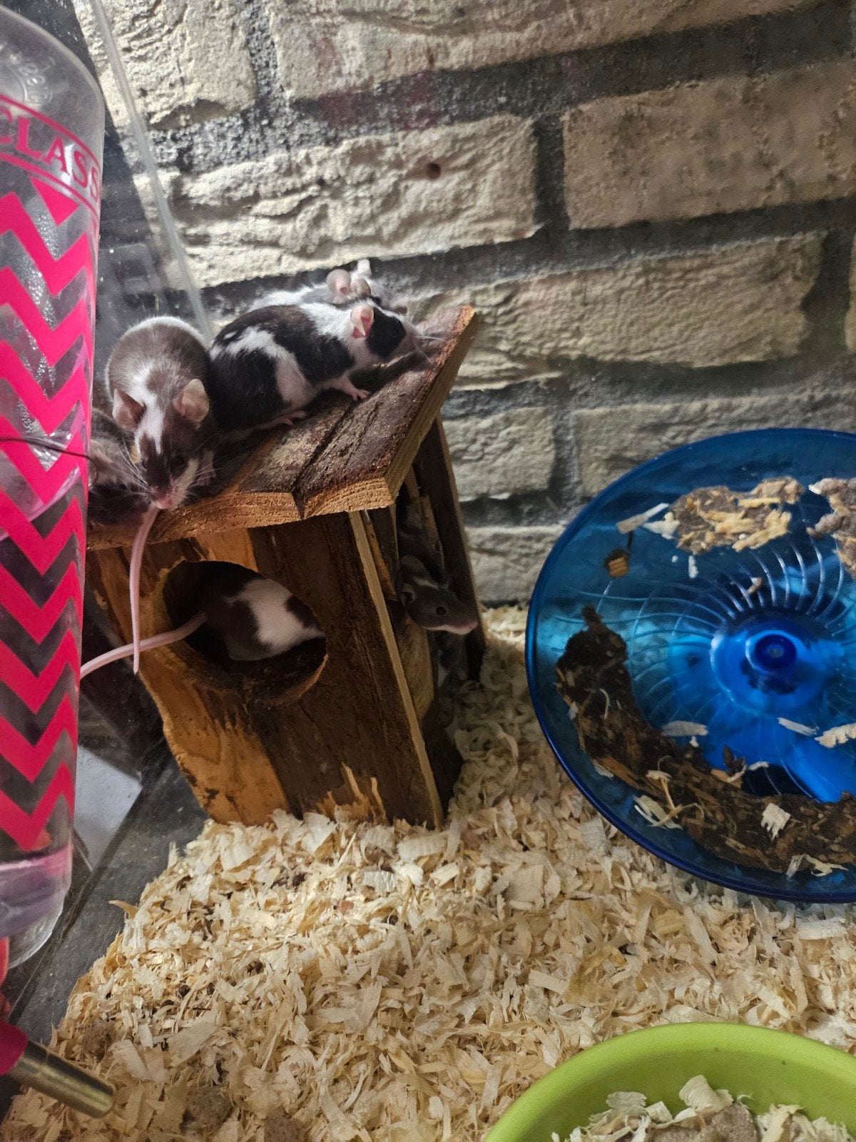 voermuizen 1€ per stuk, Dieren en Toebehoren, Ophalen