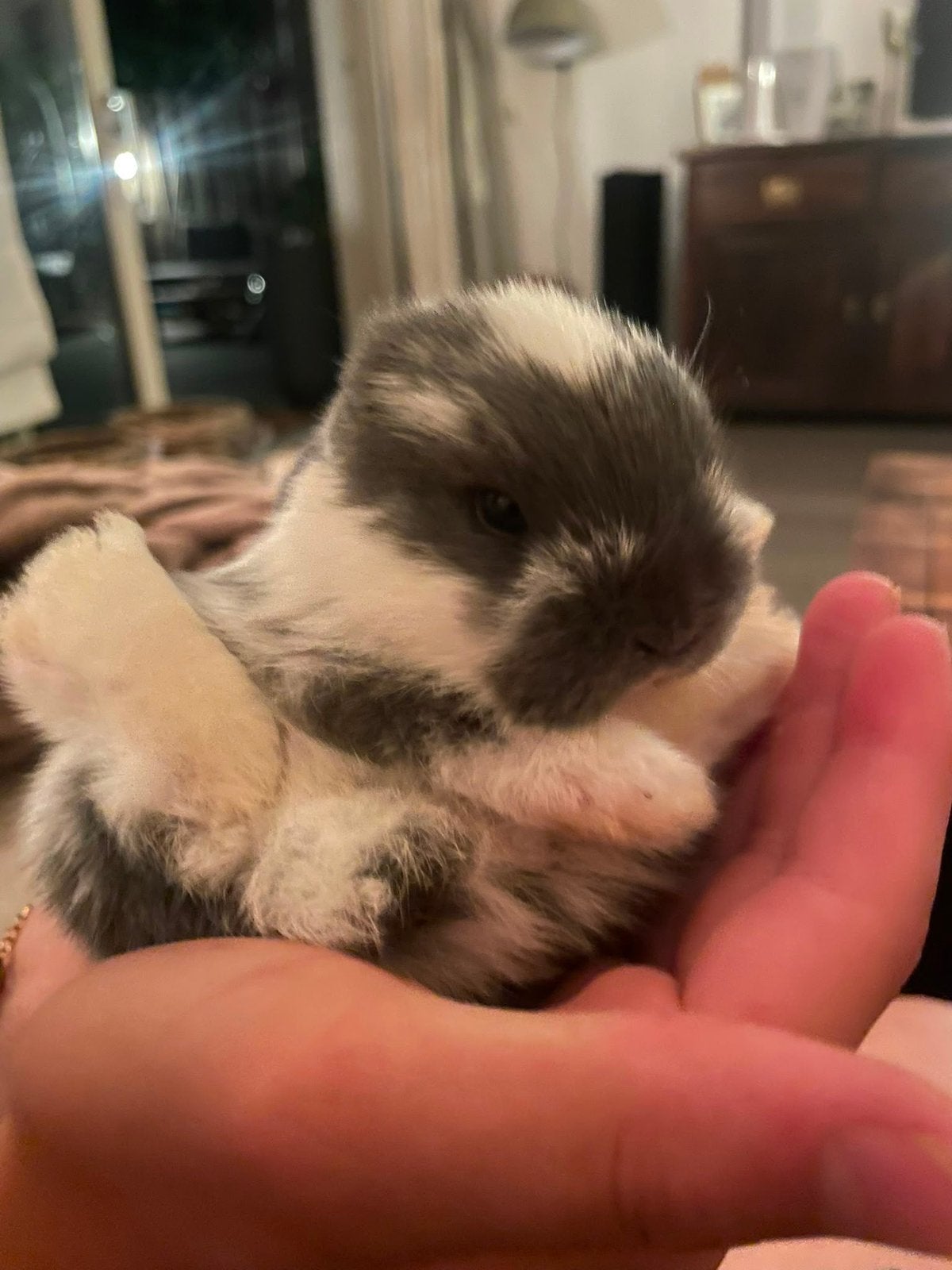 Lief grijs gevlekt hangoor konijntje te koop., Dieren en Toebehoren, Juni, Meerdere dieren, Overige typen, Tam