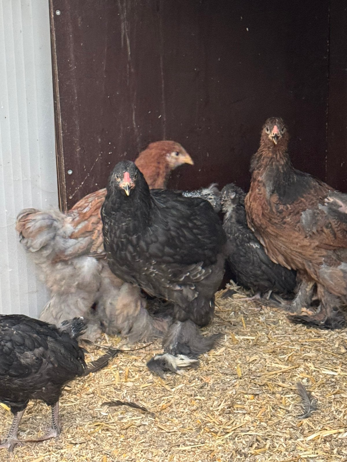 4 jonge brahma’s te koop., Meerdere dieren, Kip