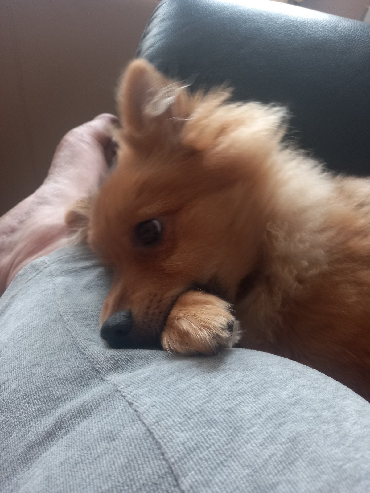 5 maanden mooie keeshond  / pomiraan pup, Ophalen, Nieuw