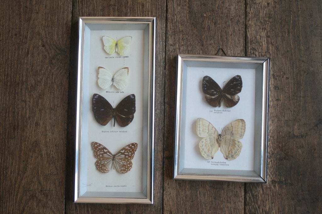6 opgezette vlinders in 2 vintage kaders (jaren 60), Verzamelen, Ophalen, Zo goed als nieuw, Insect, Opgezet dier