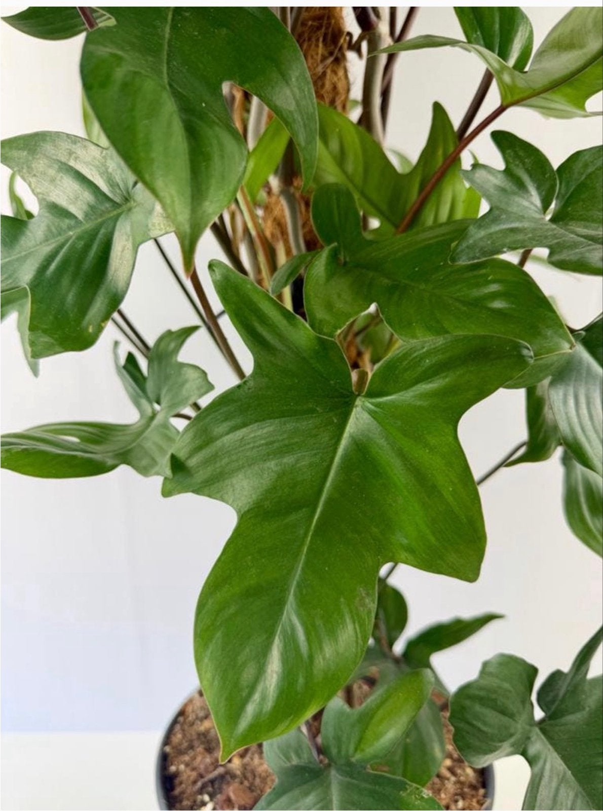 Philodendron Pedatum P17 100cm - Unieke Kamerplant, Ophalen, 100 tot 150 cm, Overige soorten, Halfschaduw