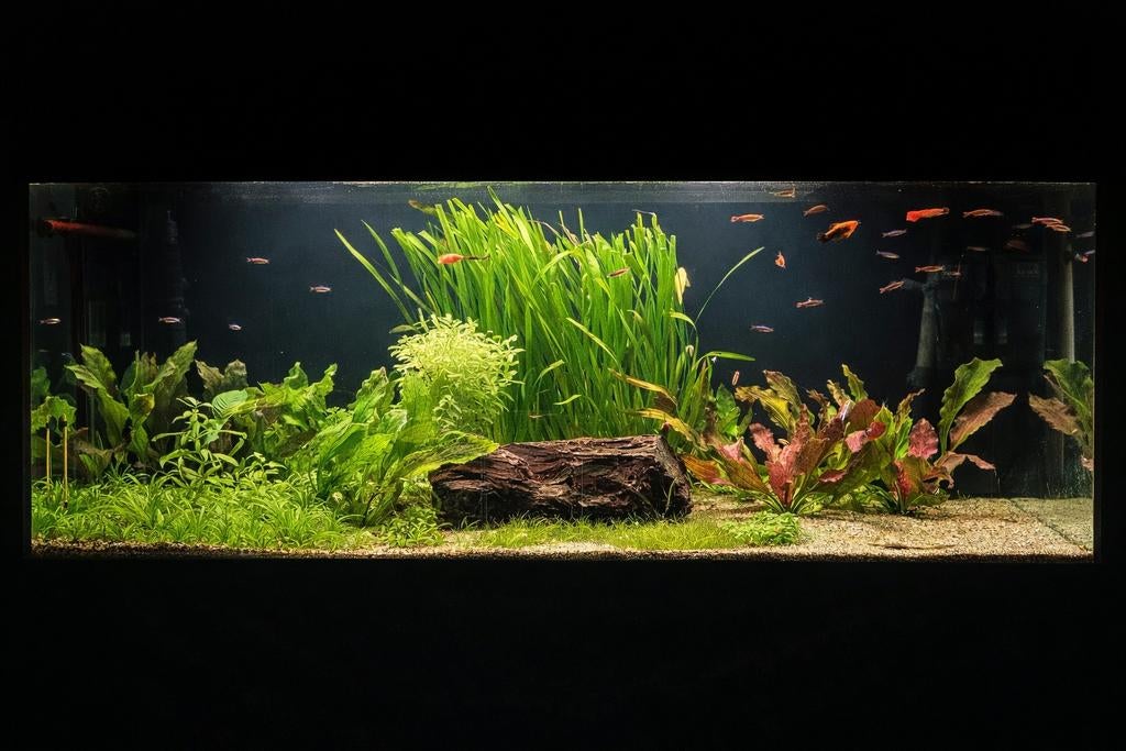 Compleet Juwel 450 aquarium + vissen + externe filter, Dieren en Toebehoren, Ophalen, Zo goed als nieuw, Gevuld zoetwateraquarium