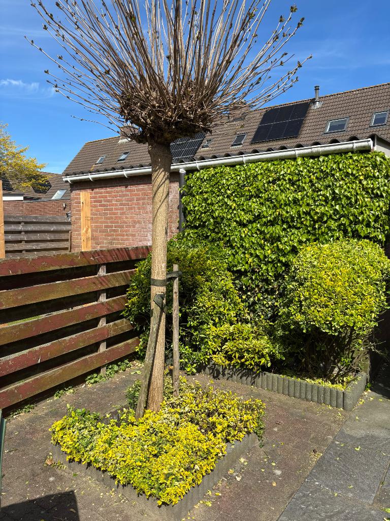 Knotwilg, Tuin en Terras, Planten | Bomen, Ophalen, Volle zon, Overige soorten, 250 tot 400 cm
