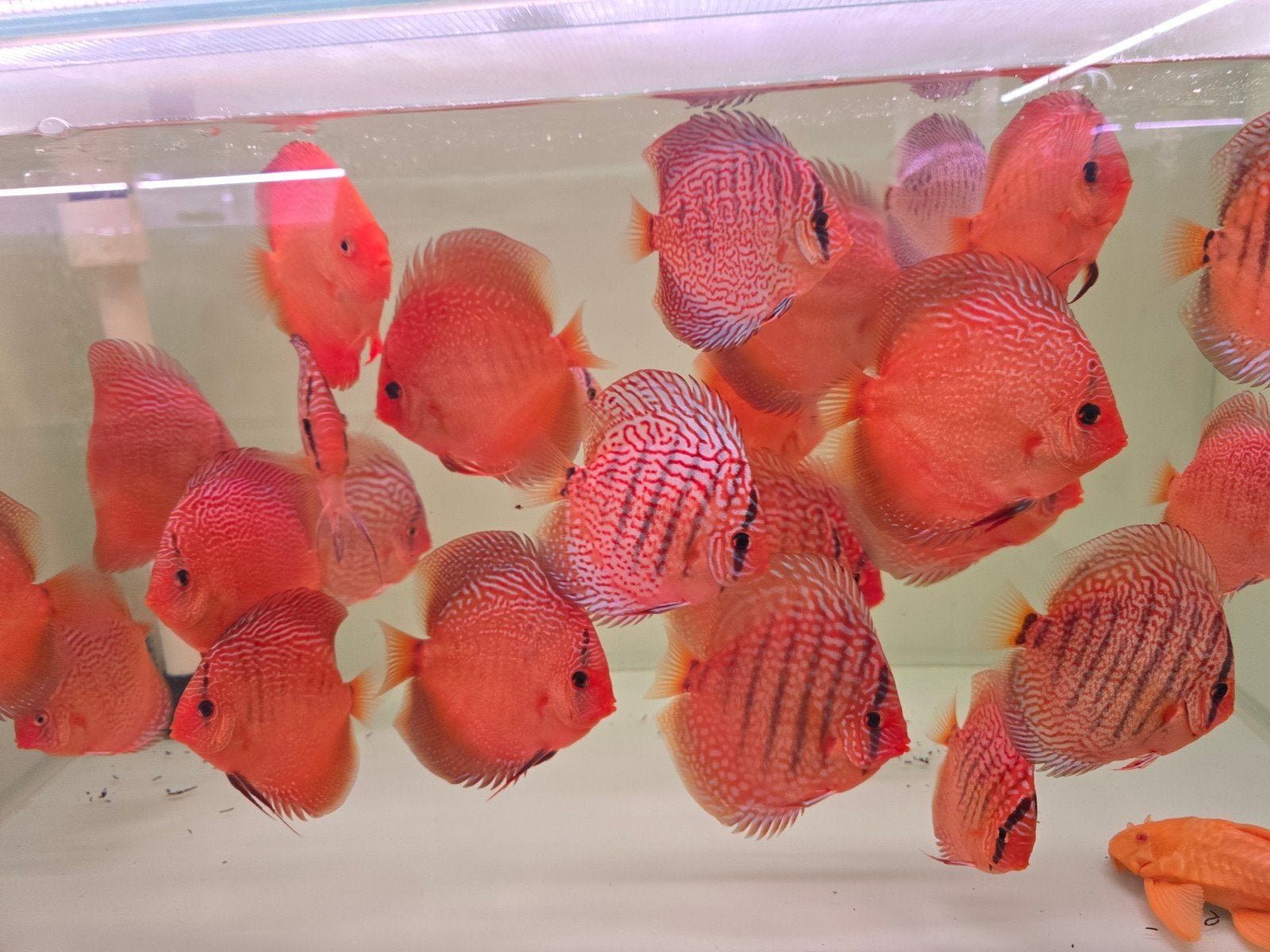 discusvissen, Dieren en Toebehoren, Vis, Zoetwatervis, Schoolvis
