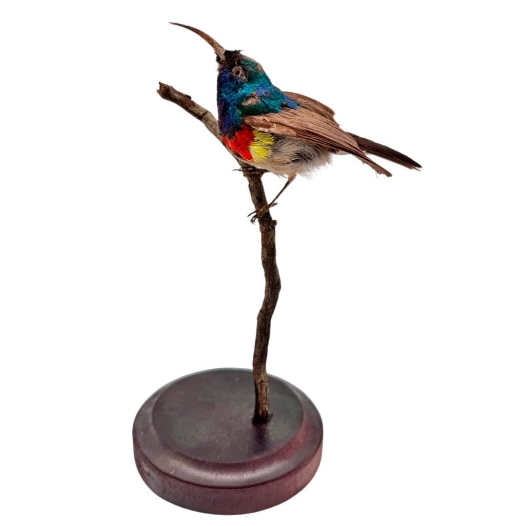 Opgezette Antieke Honingzuiger, Verzamelen, Ophalen of Verzenden, Nieuw, Vogel, Opgezet dier