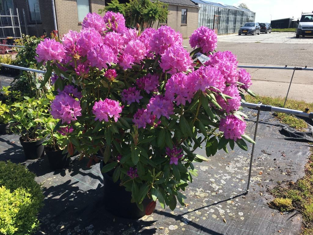Rhododendron in div. kleuren/soorten/maten/prijzen potkweek, Ophalen, Overige soorten, Halfschaduw