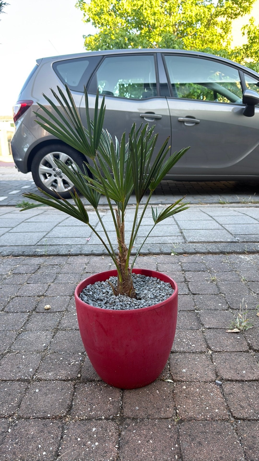 Palmboom Wagnerianus winterhard, Tuin en Terras, Planten | Bomen, 100 tot 250 cm, Zomer, Palmboom, Ophalen