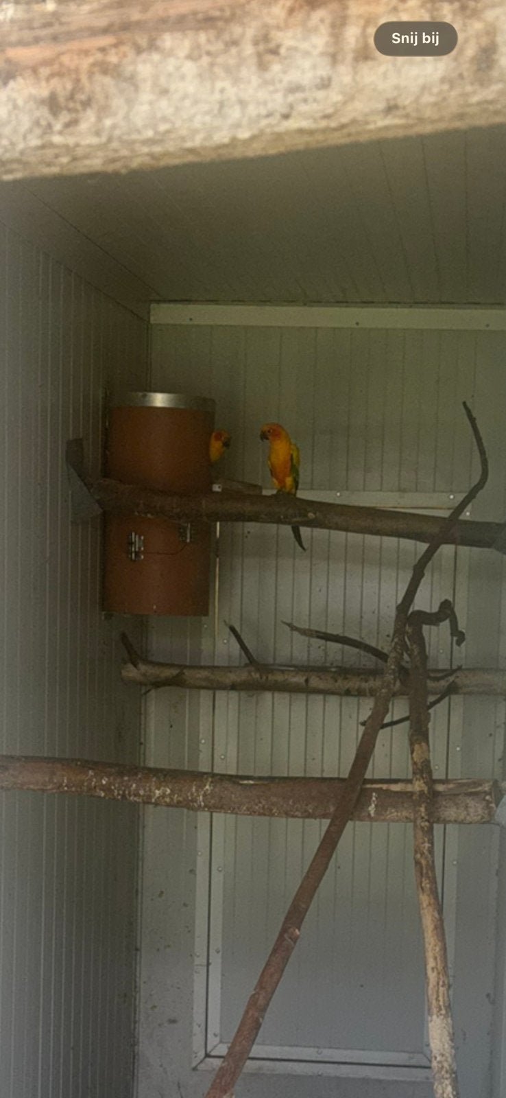 Bewezen koppel zonparkieten, Dieren en Toebehoren, Meerdere dieren, Papegaai, Geringd