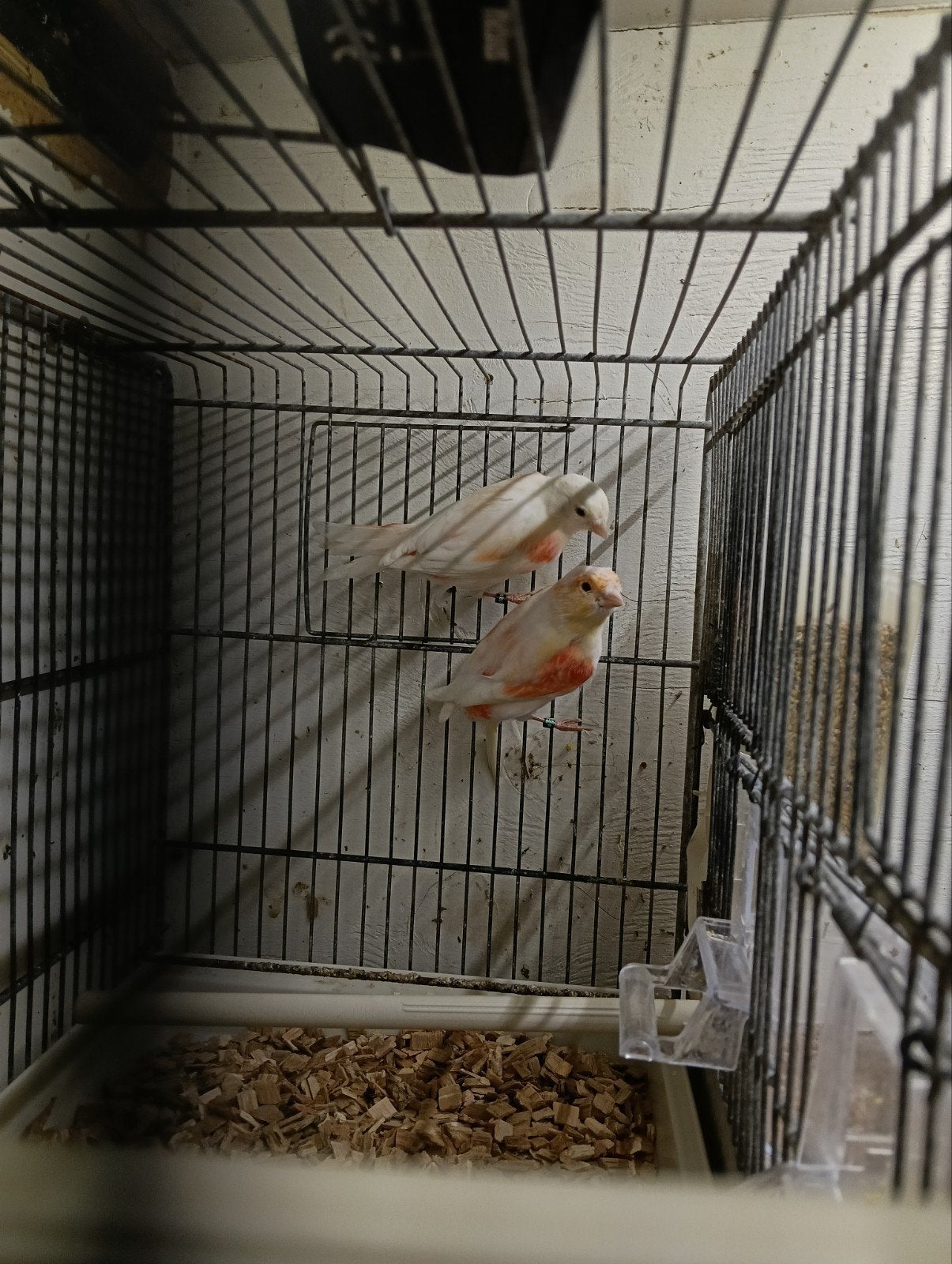 Rood mozaïek, Dieren en Toebehoren, Vogels | Kanaries, Meerdere dieren, Kleurkanarie