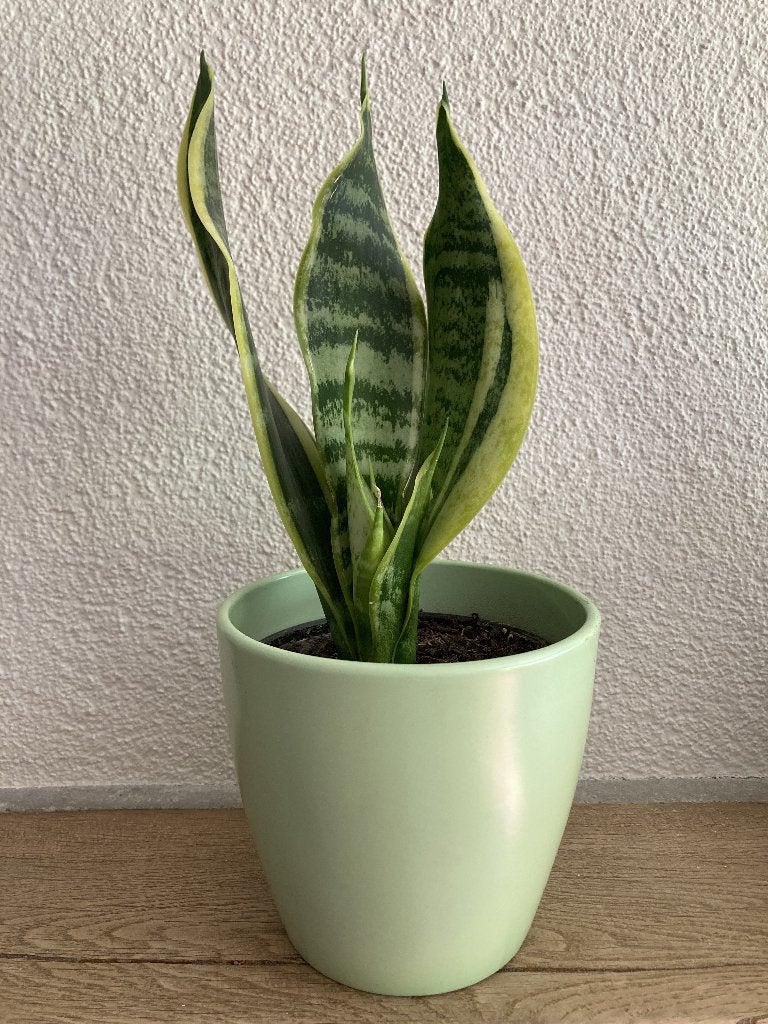 Te koop plant vrouwentong in lichtgroene pot., Ophalen, Overige soorten, Halfschaduw, In pot