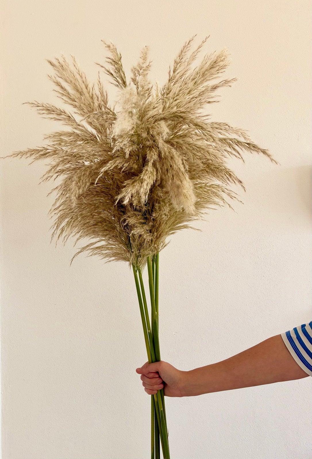 Decoratieve Pampas pluimen - droogbloemen, Huis en Inrichting, Ophalen, Nieuw