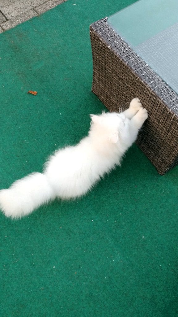 Perzische Pers kittens beschikbaar, Dieren en Toebehoren, Poes, Gechipt, 0 tot 2 jaar