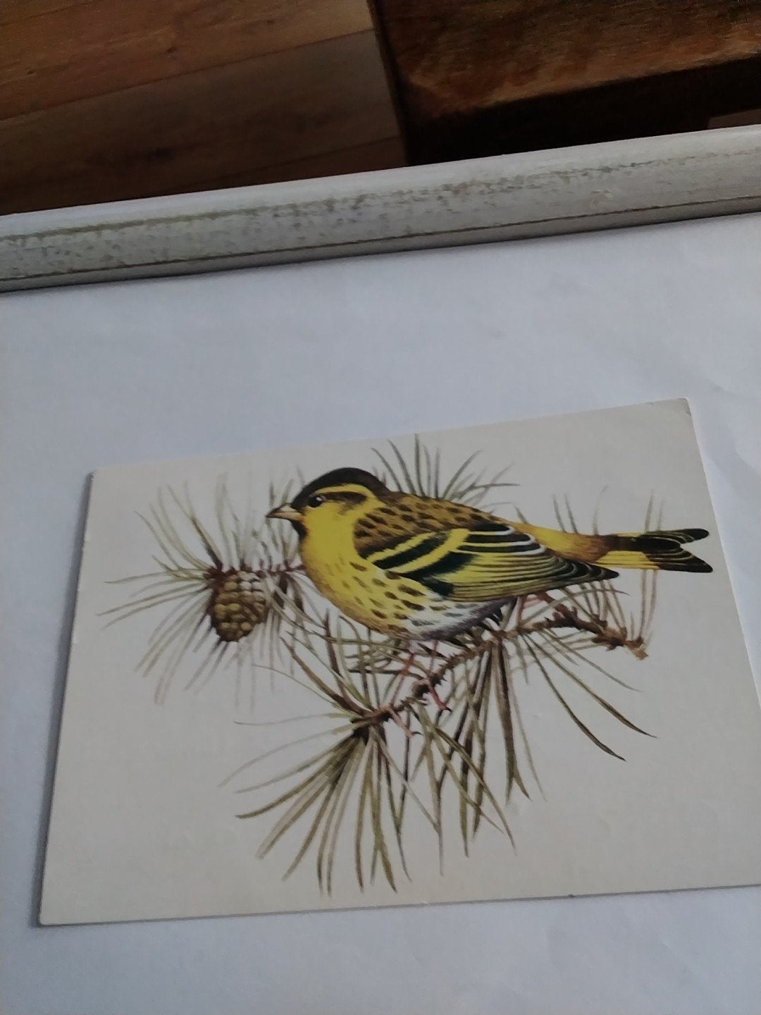 Vintage Ansichtkaart SIJSJ3 op dennenboom -, Ophalen of Verzenden, 1960 tot 1980, Gelopen