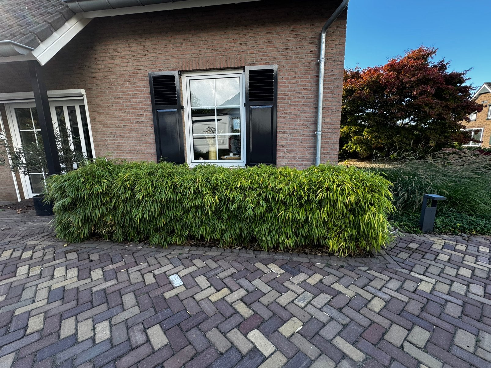 Bamboe haag gratis, Tuin en Terras, Ophalen of Verzenden, Bamboe