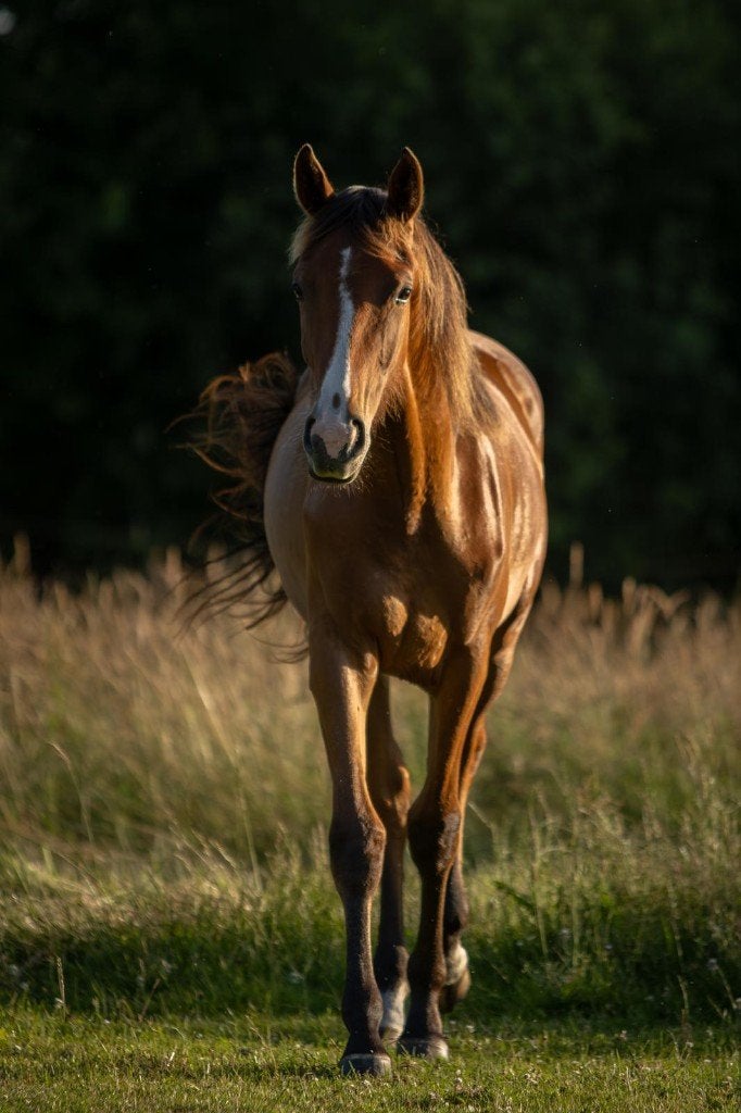 1-jarige merrie uit de succesvolle Rona-familie, Merrie, Met stamboom, Dressuurpaard, 0 tot 2 jaar