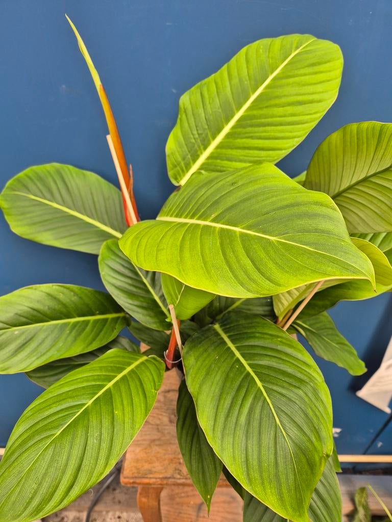 Philodendron Geniculatum p14, Huis en Inrichting, Kamerplanten, Ophalen of Verzenden, Halfschaduw, Minder dan 100 cm