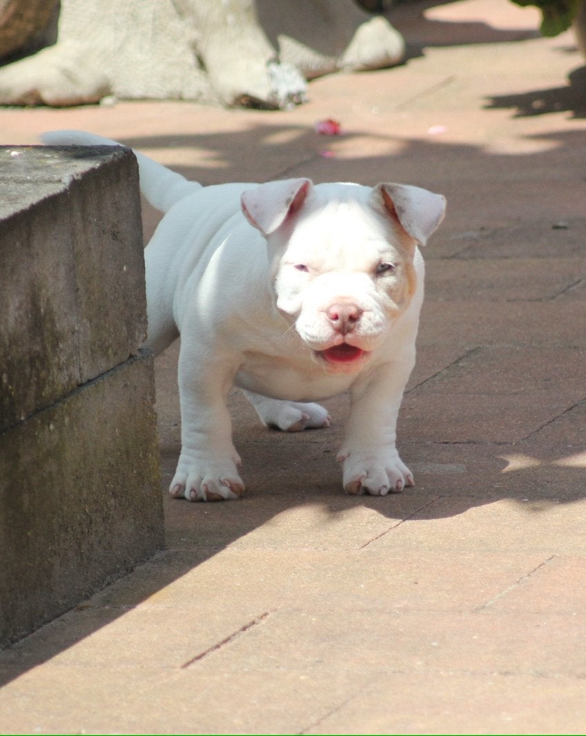 American bully pocket pups met ABKC stamboom. Mogen mee!, Overige rassen, 8 tot 15 weken, Teef, Parvo