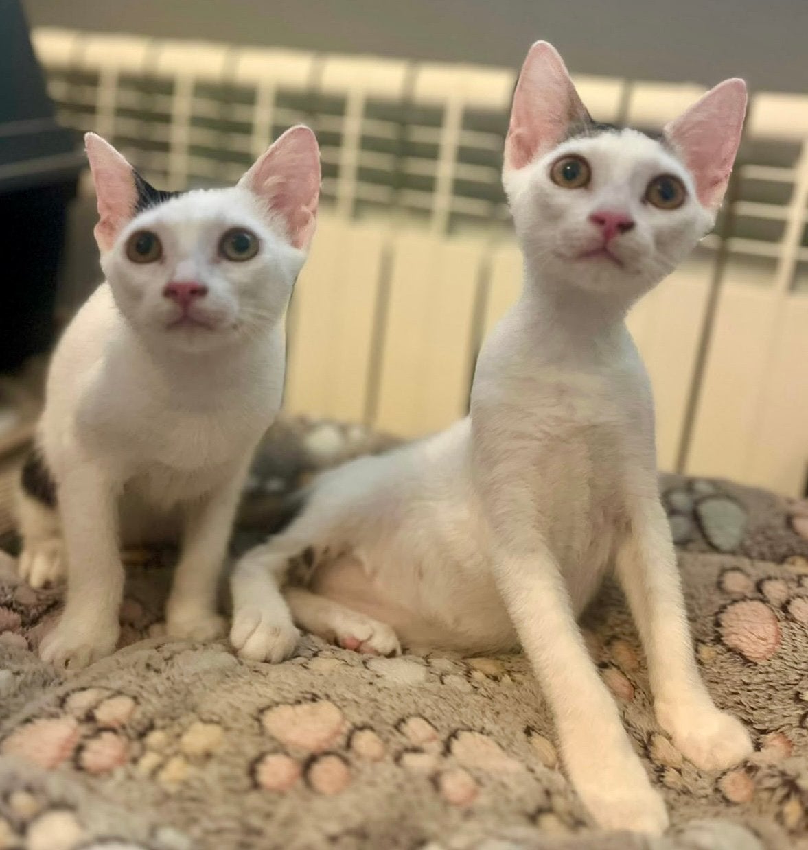 Twee prachtige zusjes, Poes