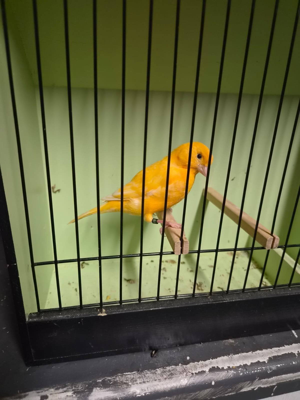 oranje schitterende pop van 26, Dieren en Toebehoren, Vrouwelijk, Kleurkanarie