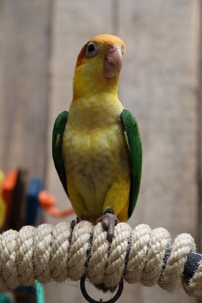 Jonge Baby Roestkop Caique´s | getest | Speels | Handtam, Meerdere dieren, Papegaai, Pratend