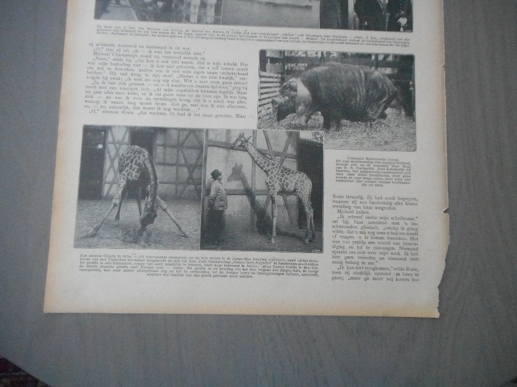 Artis. Nieuwe giraffe. 1912., Verzamelen, Tijdschriften, Kranten en Knipsels, Ophalen of Verzenden, Voor 1920, Nederland, Knipsel(s)