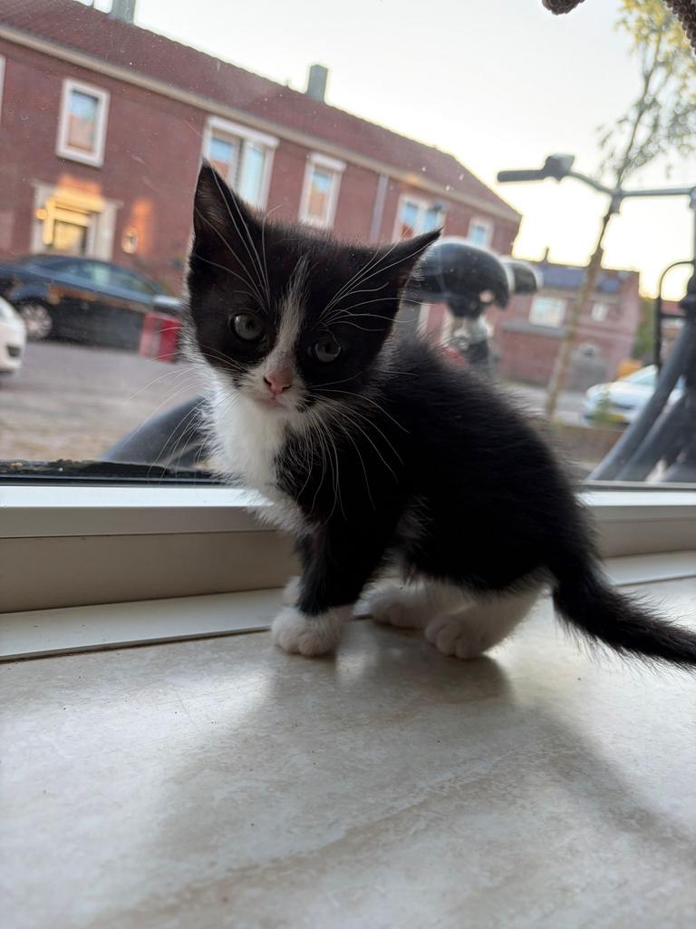 Kittens, Poes, Kortharig, 0 tot 2 jaar