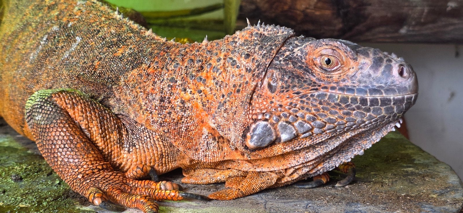Groene leguaan , Red, Dieren en Toebehoren, Slang
