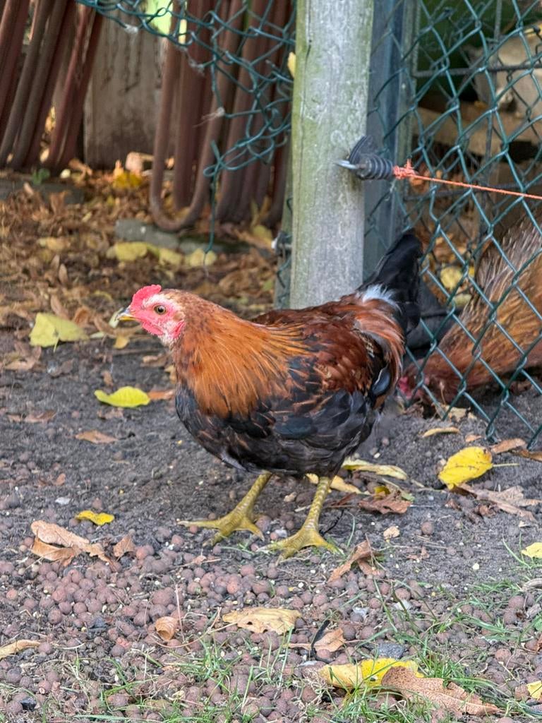 Welsumer krielhaan, Dieren en Toebehoren, Pluimvee, Mannelijk, Kip