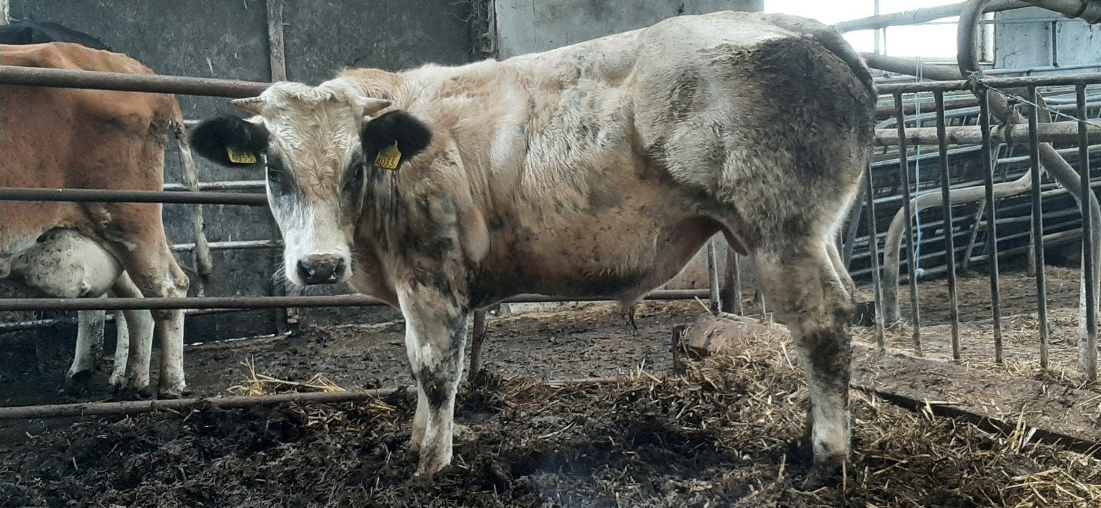 Super luxe blauwe stier!, Dieren en Toebehoren, Runderen, Mannelijk